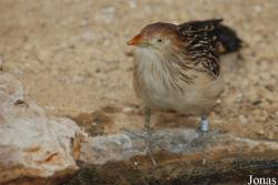 Zoo Basel