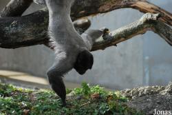 Zoo Basel