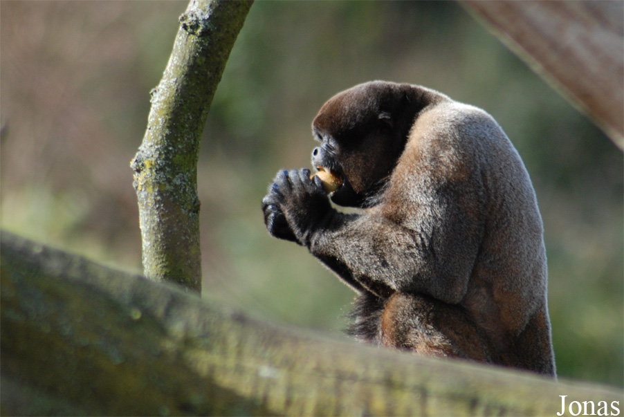 Zoo Basel