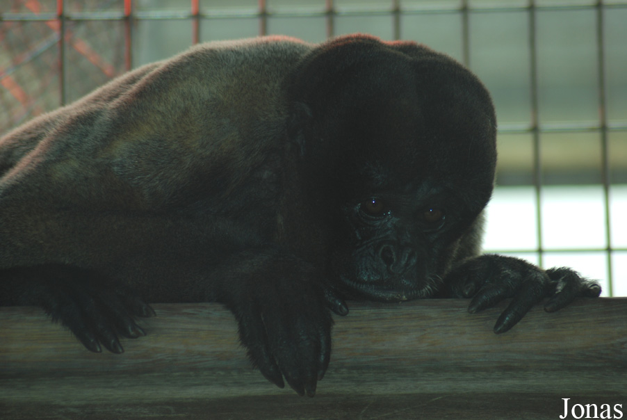 Zoo Basel