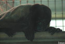 Zoo Basel