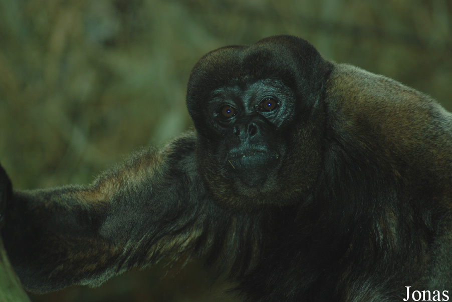 Zoo Basel