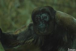 Zoo Basel