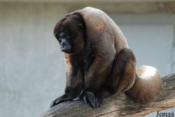 Zoo Basel