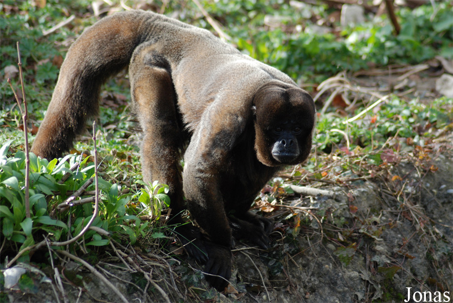 Zoo Basel