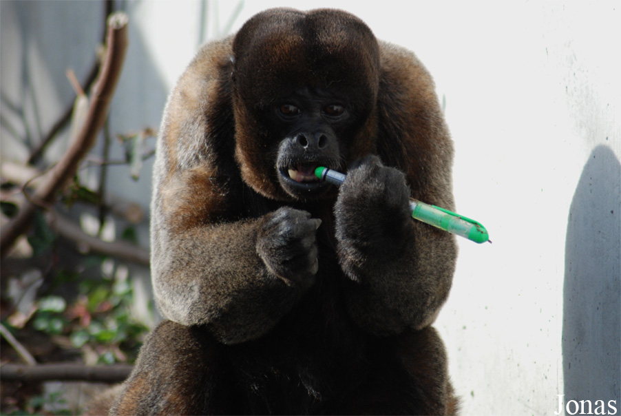 Zoo Basel