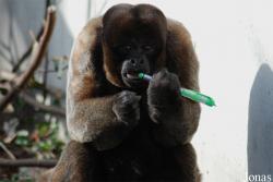 Zoo Basel