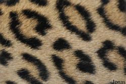 Panthera pardus melas