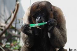 Zoo Basel