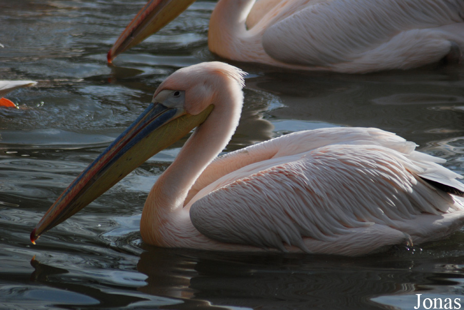 Zoo Basel