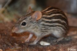 Lemniscomys barbarus