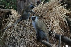 Zoo Basel