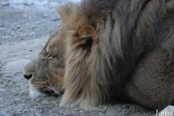 Panthera leo vernayi