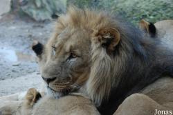 Zoo Basel