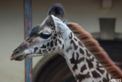Zoo Basel