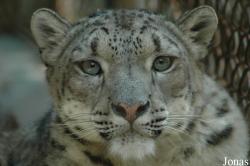 Panthera uncia
