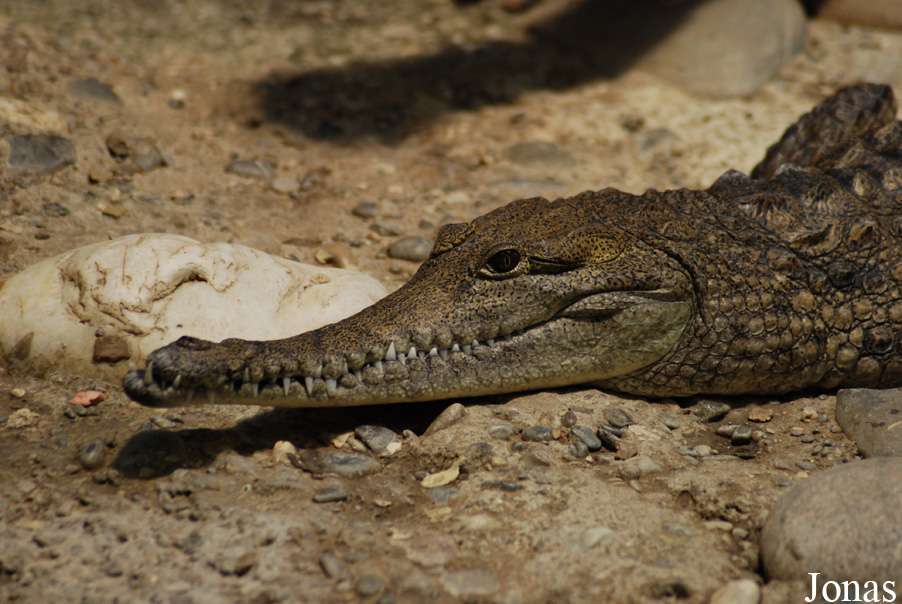 Zoo Basel
