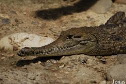 Zoo Basel