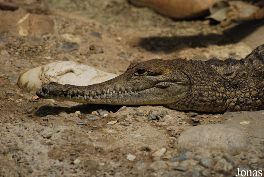 Zoo Basel