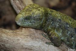Corucia zebrata