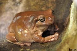 Litoria caerulea