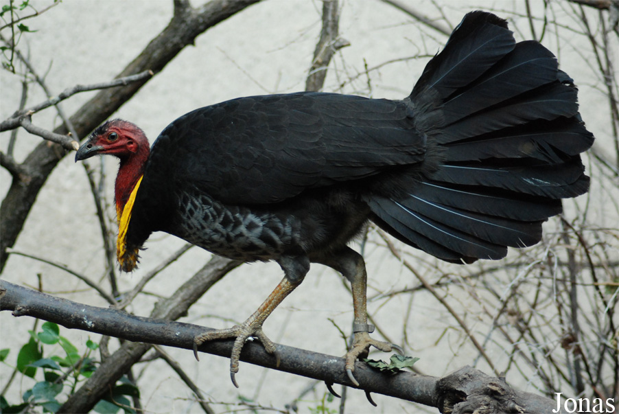 Zoo Basel