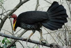 Zoo Basel