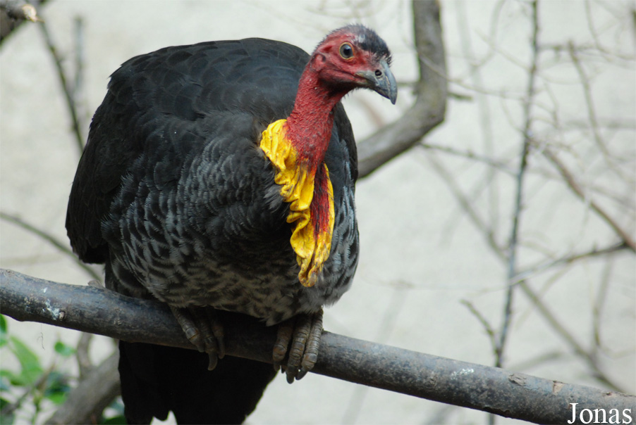 Zoo Basel