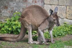 Macropus fuliginosus