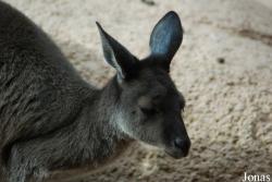 Zoo Basel