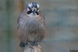 Solinger Vogel- und Tierpark