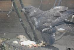 Solinger Vogel- und Tierpark