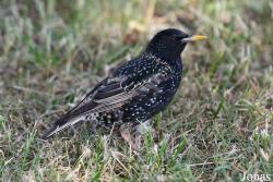 Sturnus vulgaris
