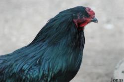 Poule Sumatra
