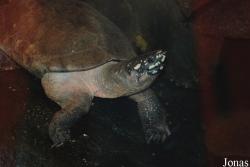 Geoclemys hamiltonii
