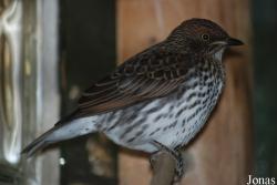 Aachener Tierpark