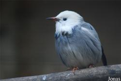 Spodiopsar sericeus
