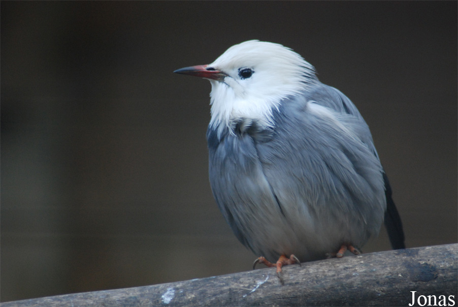 Solinger Vogel- und Tierpark