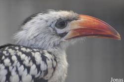 Tockus erythrorhynchus