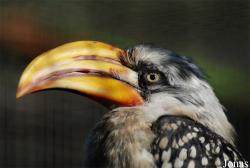 Tockus flavirostris