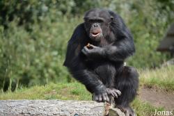 Pan troglodytes