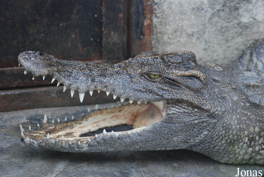 Crocopark Guangzhou