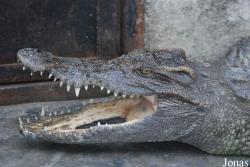 Crocopark Guangzhou