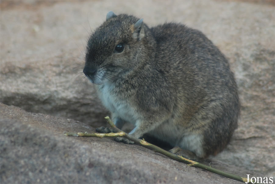 Zoo Köln