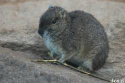 Zoo Köln