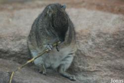 Zoo Köln
