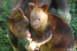 Krefelder Zoo