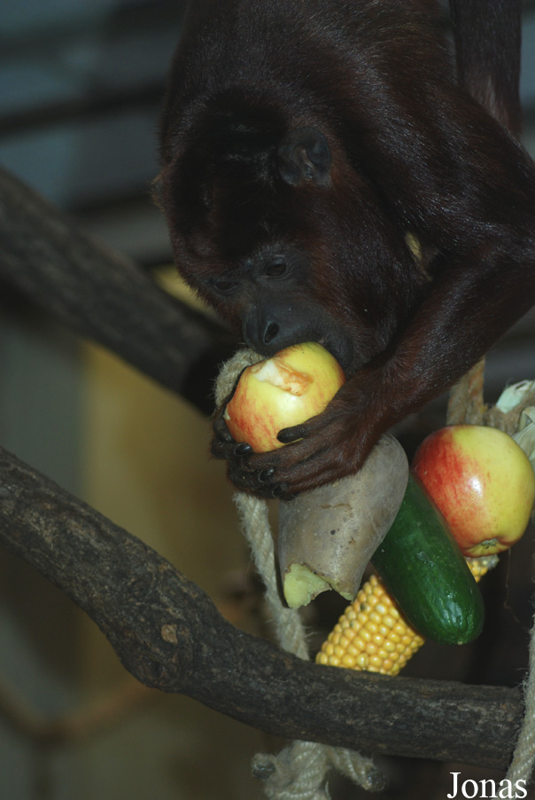 Zoo Köln