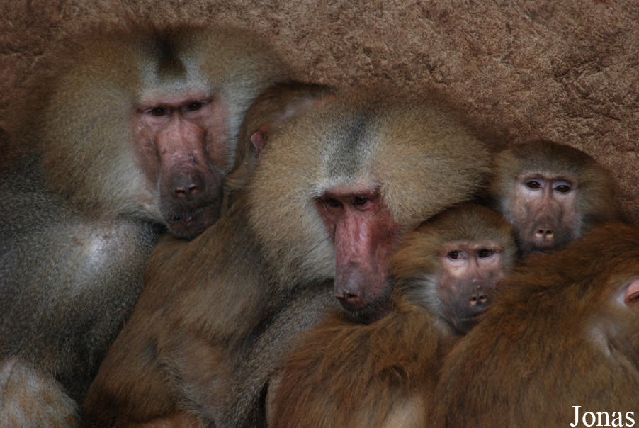 Zoo Köln