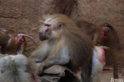 Zoo Köln